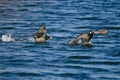 Angry American Coot on the Attack Royalty Free Stock Photo