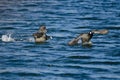 Angry American Coot on the Attack