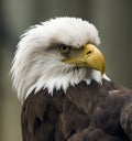 Angry American Eagle