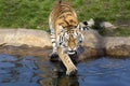 Angry Amur tiger, Panthera tigris altaica, beating paws into the water Royalty Free Stock Photo