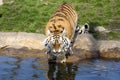 Angry Amur tiger, Panthera tigris altaica Royalty Free Stock Photo