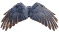 Angry angel wings isolated on a white background with black plumage. Royalty Free Stock Photo