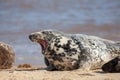 Angry animal. Snarling aggressive seal feeling grumpy. Bad mood meme image