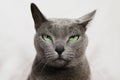 Angry annoyed cat looking at camera Royalty Free Stock Photo