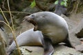 Angry Australasian fur seal (Arctocephalus forsteri)