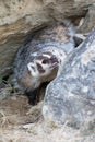 Angry badger in vertical format