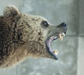 Angry Bear Royalty Free Stock Photo