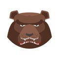 Angry bear in green beret. Aggressive Grizzly head