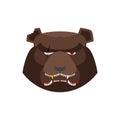 Angry bear in green beret. Aggressive Grizzly head. Wild animal