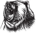 Angry Bear Royalty Free Stock Photo