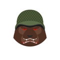 Angry bear in military helmet. Aggressive Grizzly head. Wild animal muzzle isolated. Forest predator