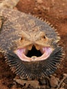 Angry Bearded Dragon Royalty Free Stock Photo