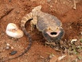 Angry Bearded Dragon Royalty Free Stock Photo