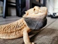 Angry bearded dragon Royalty Free Stock Photo