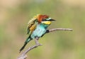 Angry bee eater Royalty Free Stock Photo