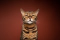 angry bengal cat portrait with judging look