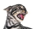 Angry bengal kitten in studio