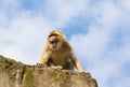 Angry berber monkey Royalty Free Stock Photo