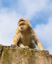 Angry berber monkey Royalty Free Stock Photo