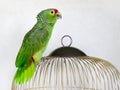 An angry big green Amazonian parrot is sitting on a cage. Portrait of a parrot on a white background. Breeding songbirds at home