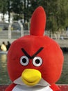Angry Bird Royalty Free Stock Photo