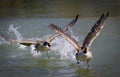 Angry bird Canadian goose walks on water on the Roanoke River in Roanoke Virginia