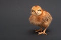 Angry Bird - chick Royalty Free Stock Photo