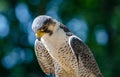 Angry bird portrait of a hawk