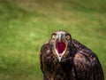 Angry bird, eagle. Mouth open wide