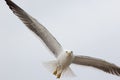 Angry bird. Grumpy looking seagull searching to steal food.