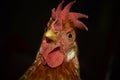 Angry Bird - Hen