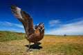 Angry bird, open bill and wings. Bird from Norway. Brown skua, Catharacta antarctica, water bird sitting in the autumn grass, even Royalty Free Stock Photo