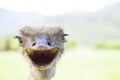 Angry bird.ostrich face