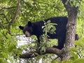 Angry black Bear in tree