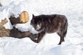 Angry black canadian wolf is standing on a white snow. Canis lupus pambasileus Royalty Free Stock Photo