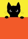 The angry black cat