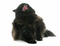 Angry black cat Royalty Free Stock Photo