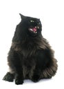 Angry black cat Royalty Free Stock Photo