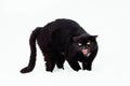 Angry Black cat on a snow Royalty Free Stock Photo