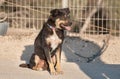 Angry, chained dog at Negev desert Royalty Free Stock Photo