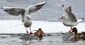 Angry black headed gulls Royalty Free Stock Photo