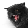 Angry black persian cat