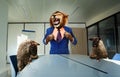 Angry boss lion in the suit with sheep employees Royalty Free Stock Photo