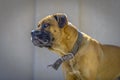 Angry Boxer profile Royalty Free Stock Photo