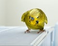 Angry Budgie Royalty Free Stock Photo