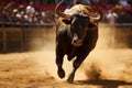 Angry bull with big horns running in Spanish bullring. Spanish bull in traditional sperformance of bullfight