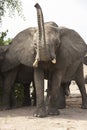 Angry Bull Elephant - Africa