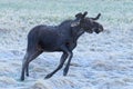 Shiras Moose in the Rocky Mountains of Colorado. Angry Young Bull`s Predawn Demonstration Royalty Free Stock Photo