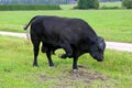 Angry Bull Pawing on Field