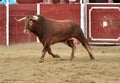 Angry Bull running in spanish bullring